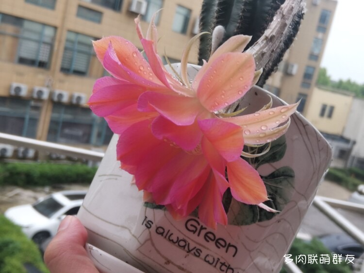 看仙人球开花