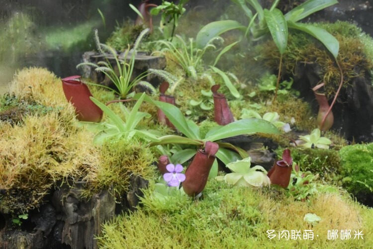 奇妙食虫植物