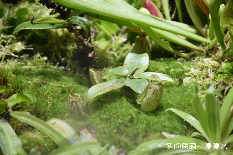 奇妙食虫植物
