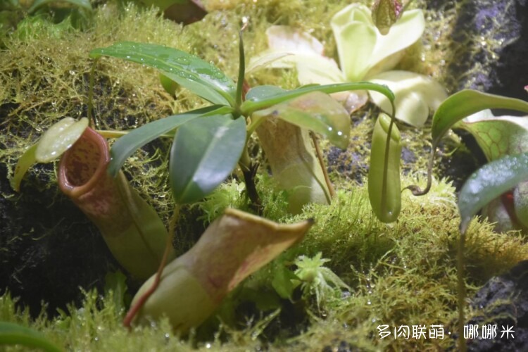奇妙食虫植物