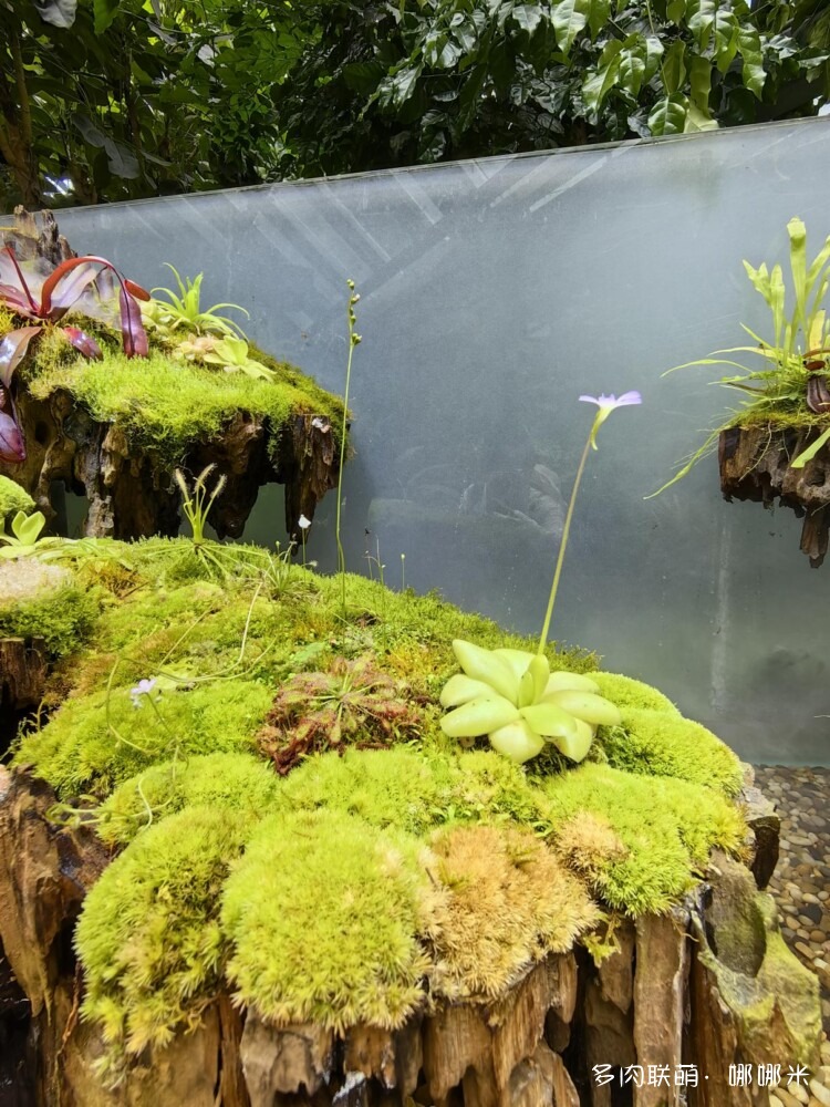 奇妙食虫植物