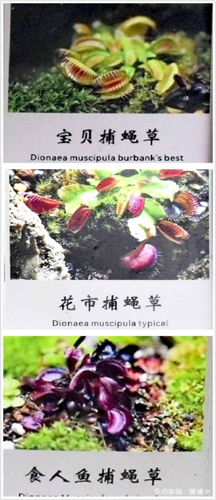 奇妙食虫植物