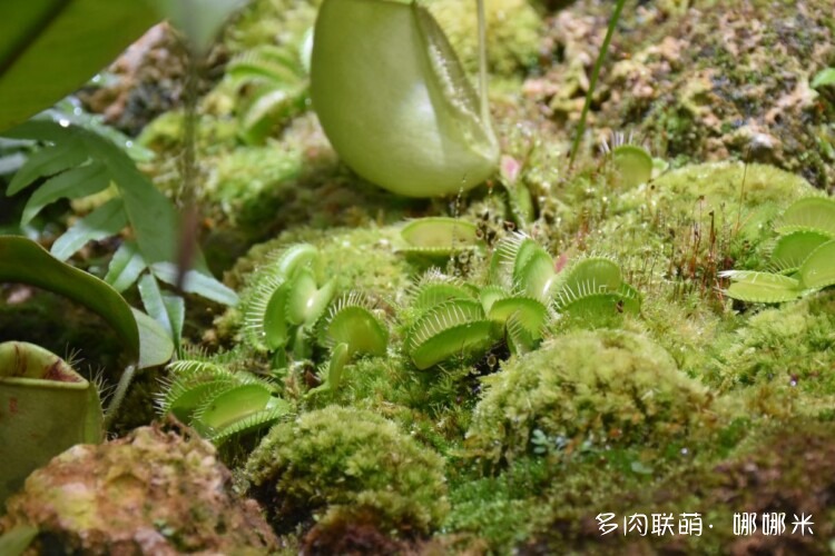 奇妙食虫植物