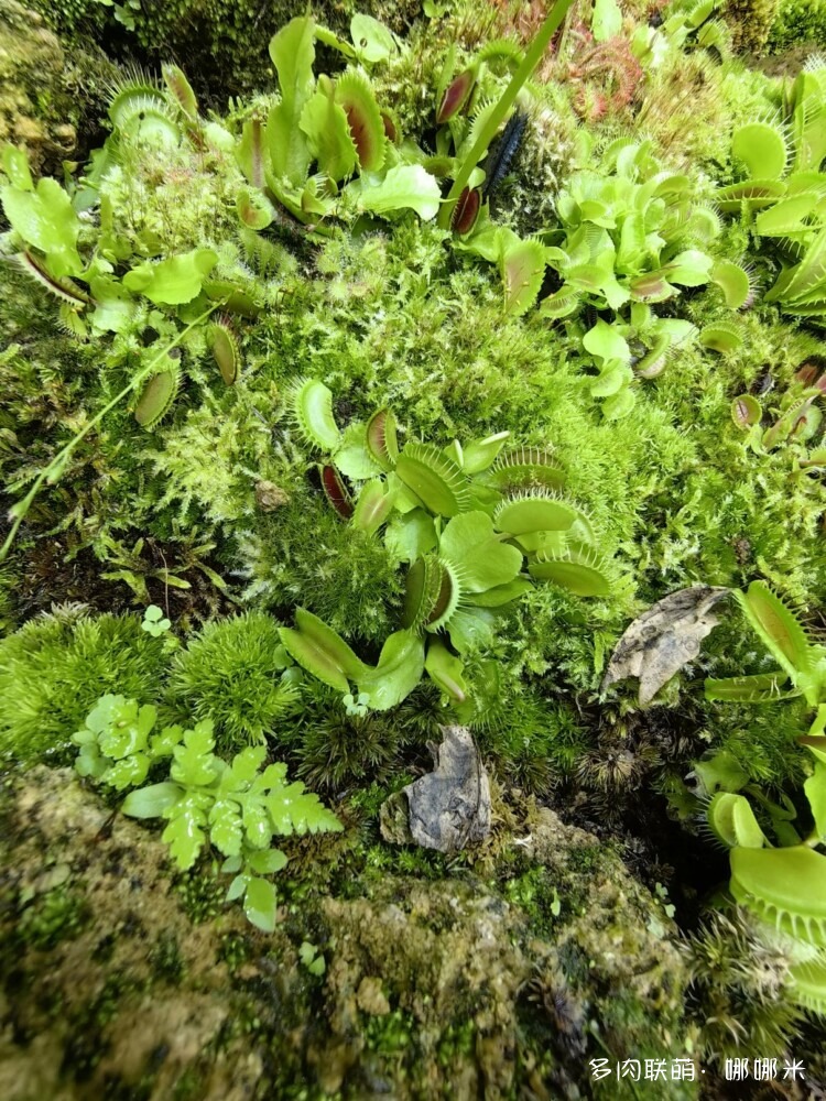 奇妙食虫植物