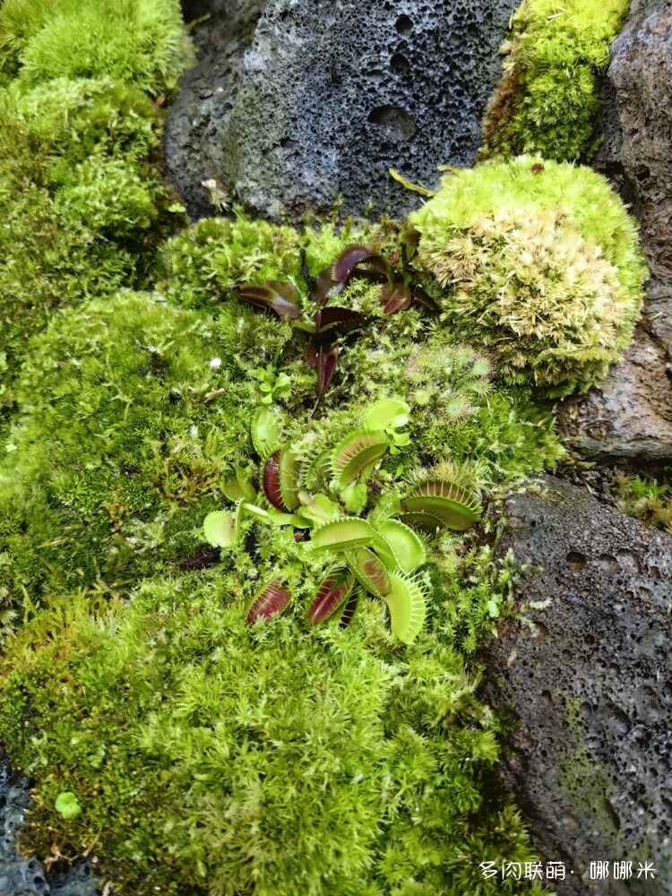 奇妙食虫植物
