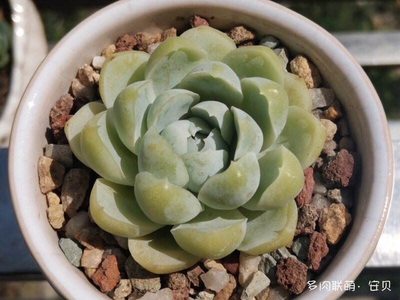 月影系