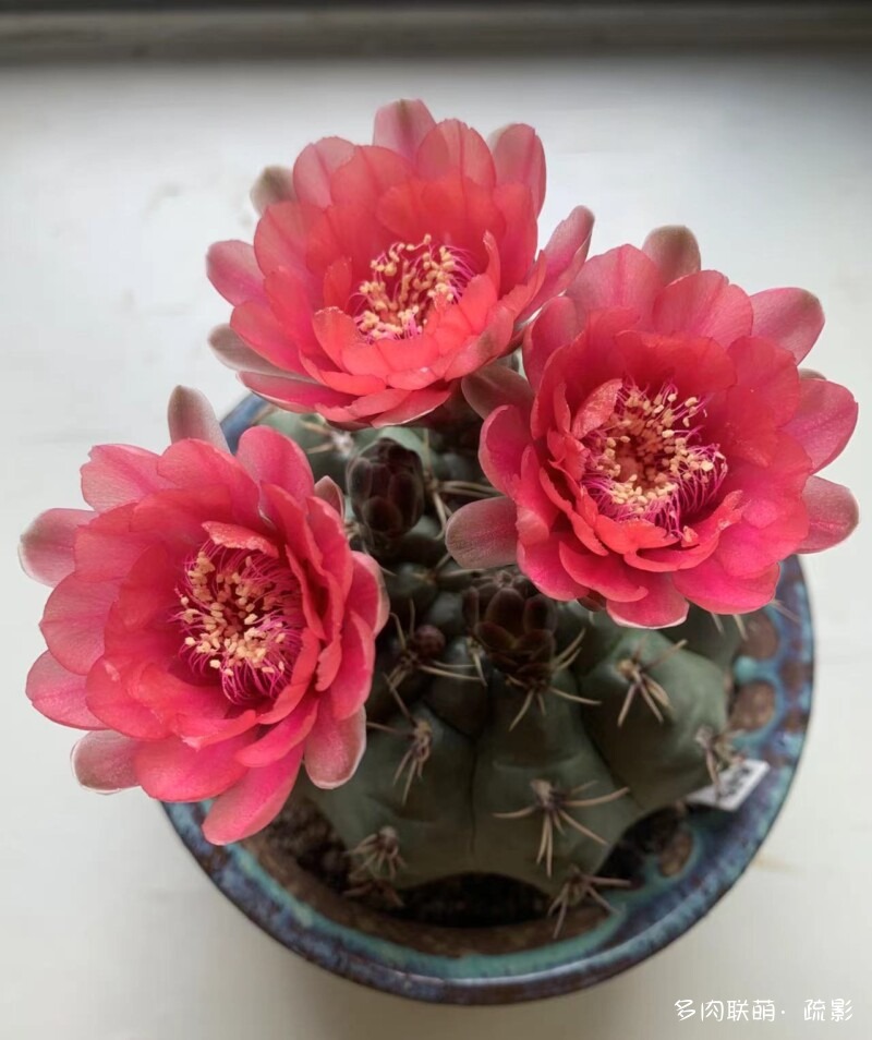 花开灿烂的仙人掌