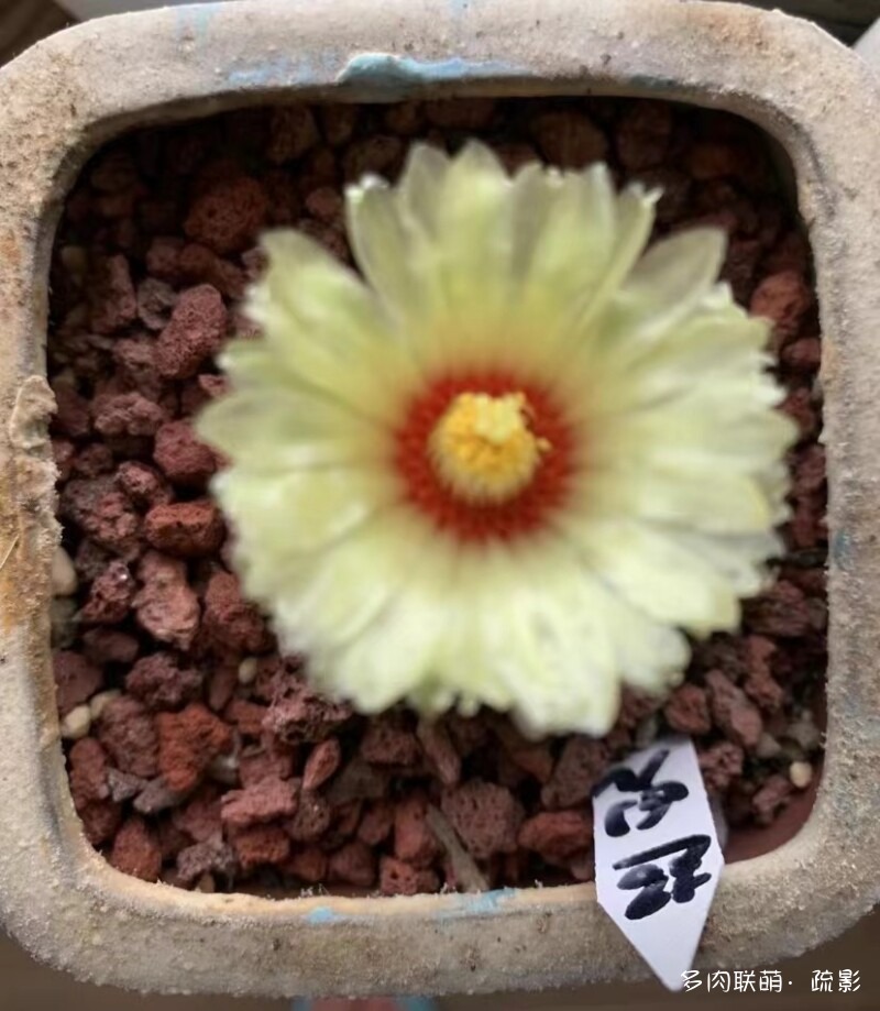 花开灿烂的仙人掌