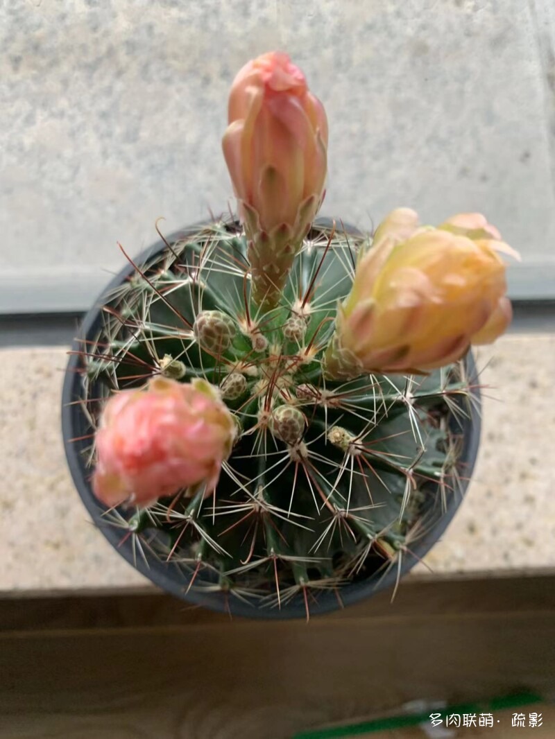 花开灿烂的仙人掌