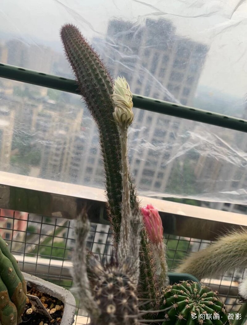 花开灿烂的仙人掌