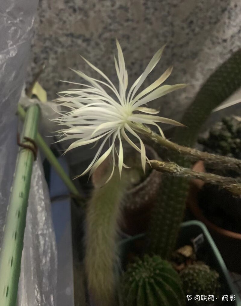 花开灿烂的仙人掌
