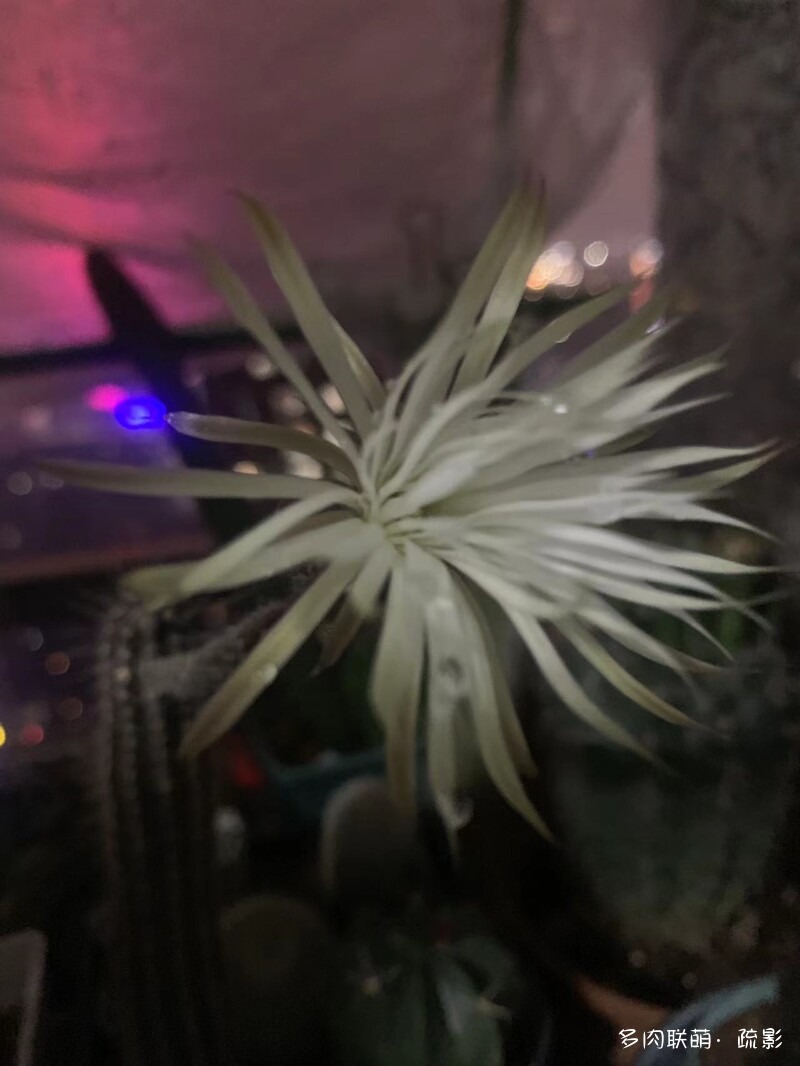 花开灿烂的仙人掌