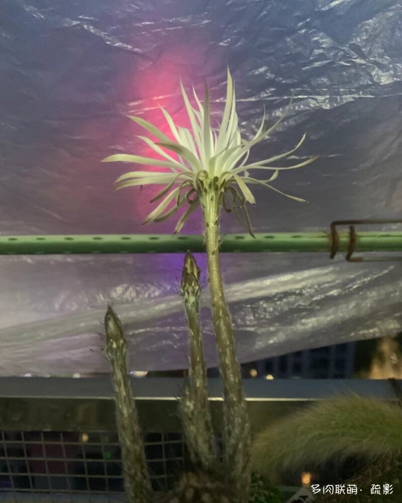 花开灿烂的仙人掌