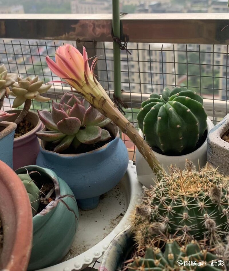 花开灿烂的仙人掌