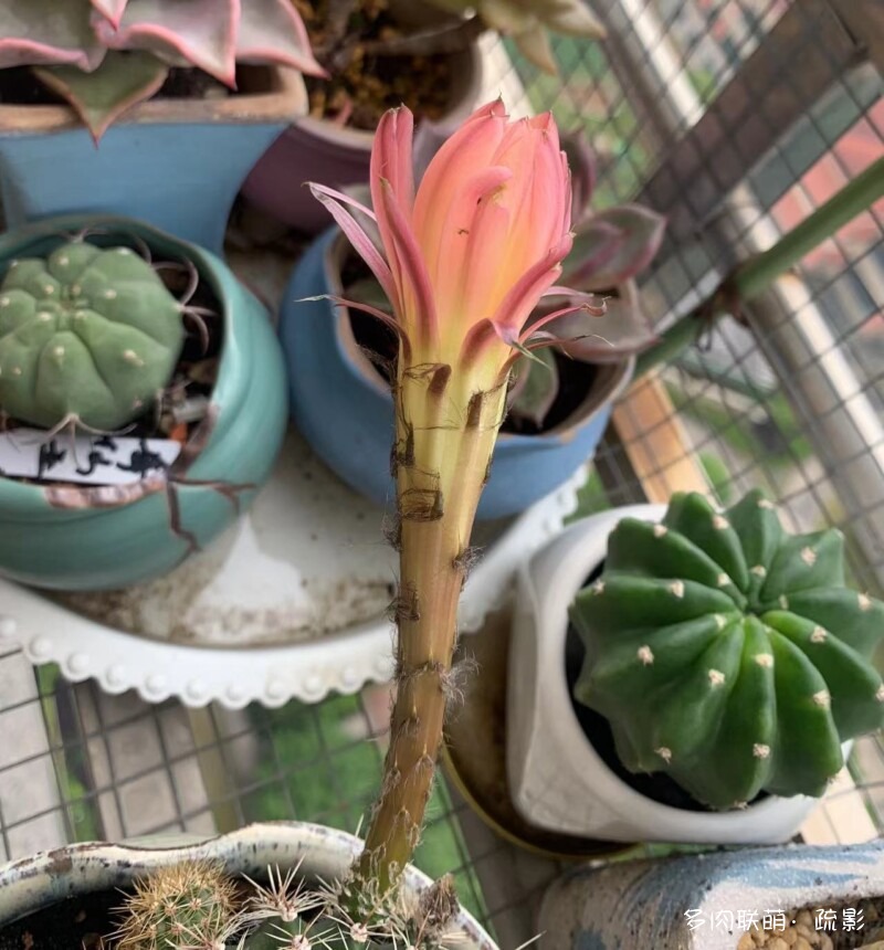 花开灿烂的仙人掌