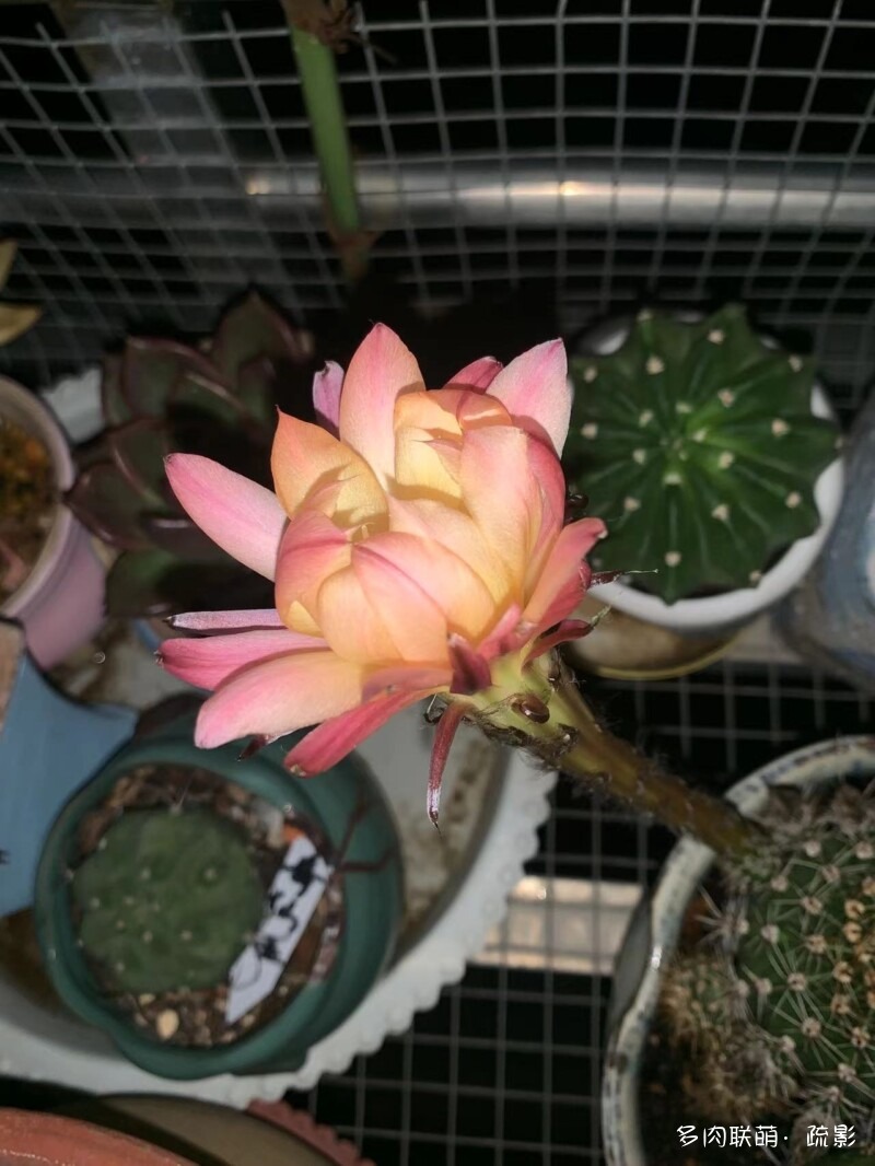 花开灿烂的仙人掌