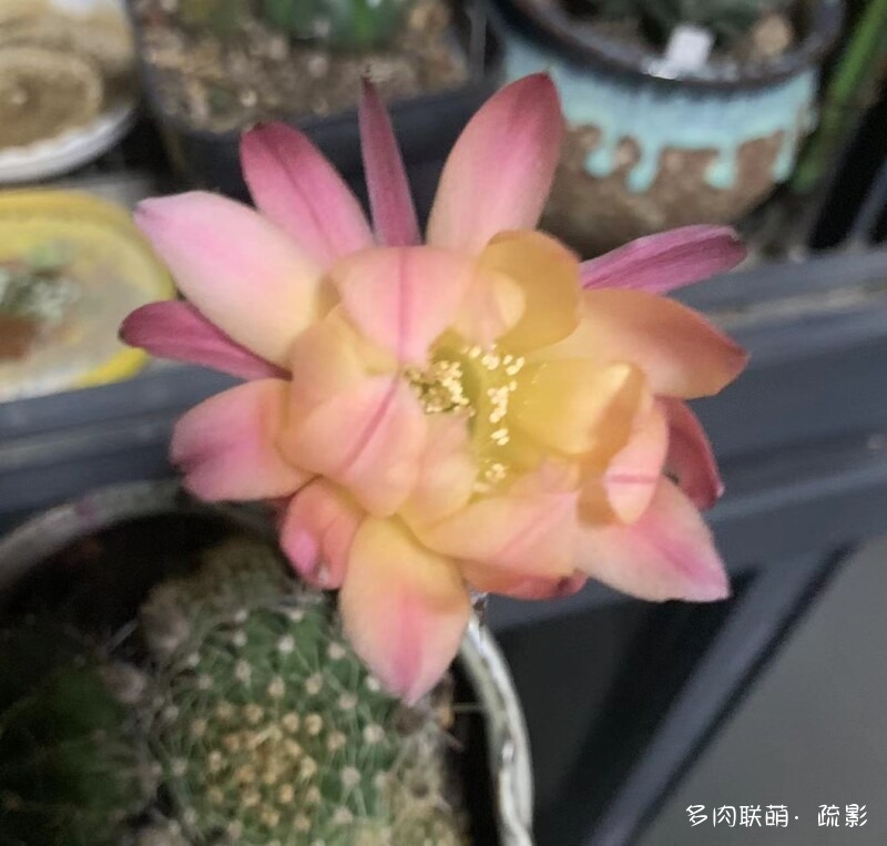 花开灿烂的仙人掌