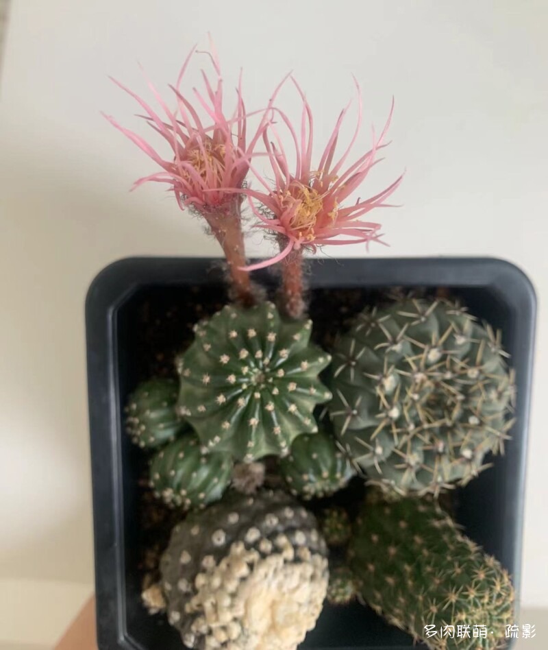 花开灿烂的仙人掌