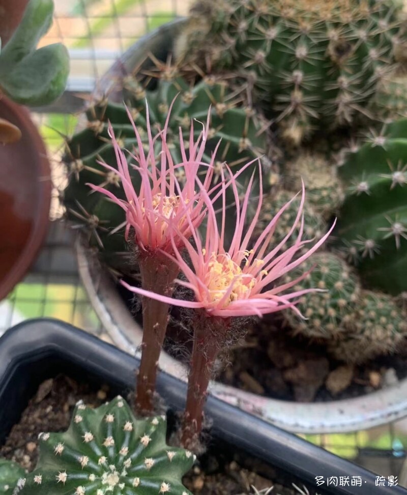 花开灿烂的仙人掌