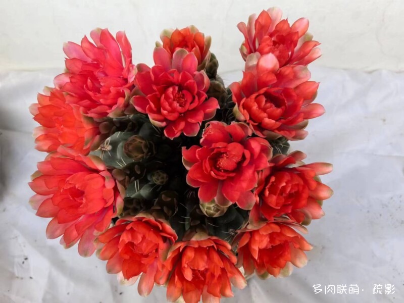 花开灿烂的仙人掌