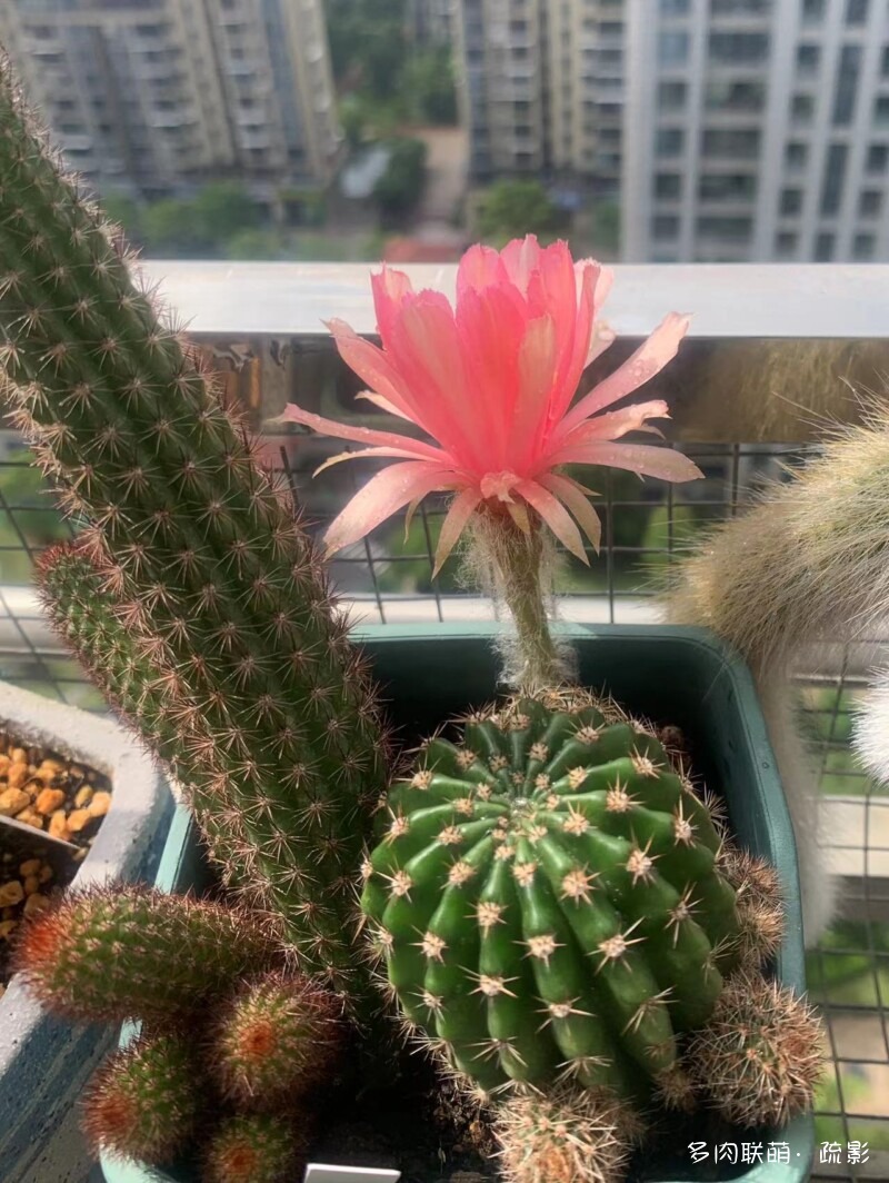 花开灿烂的仙人掌