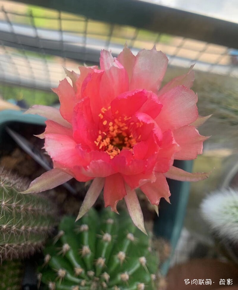 花开灿烂的仙人掌