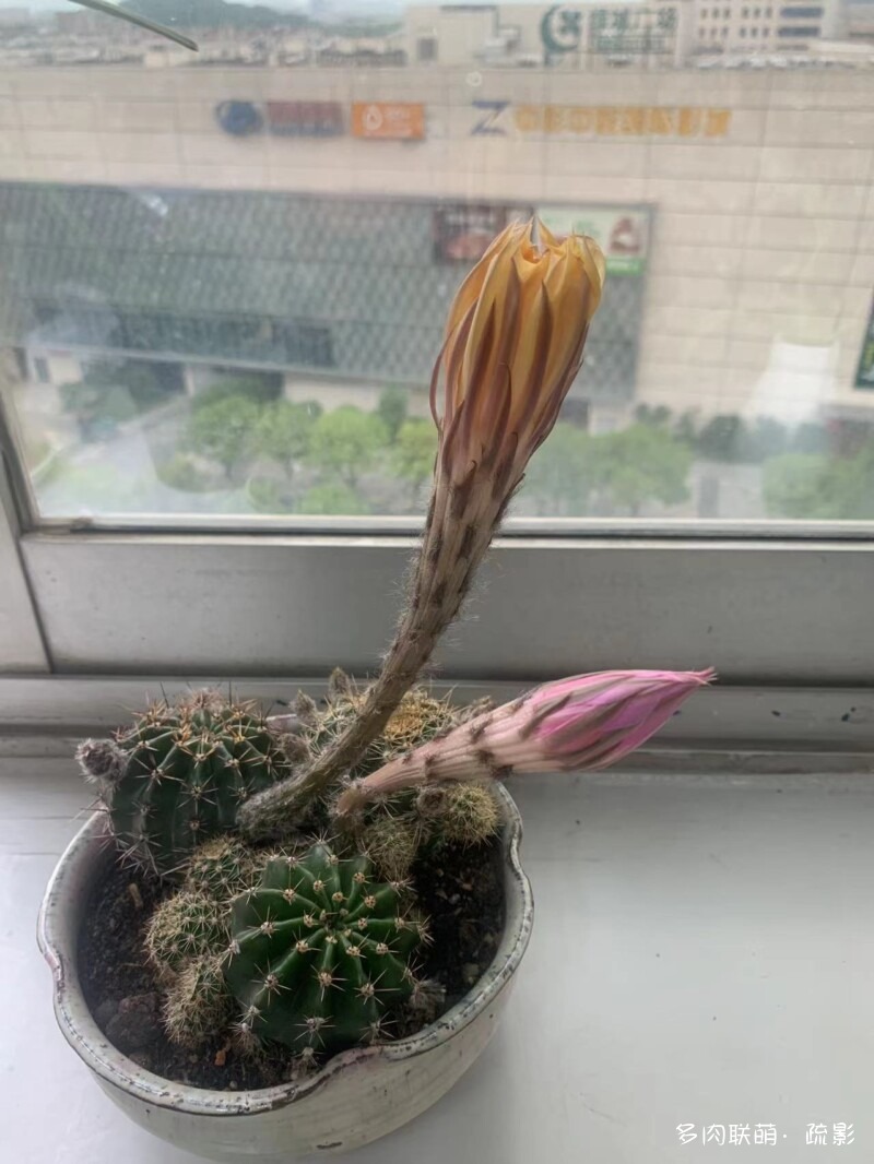 花开灿烂的仙人掌