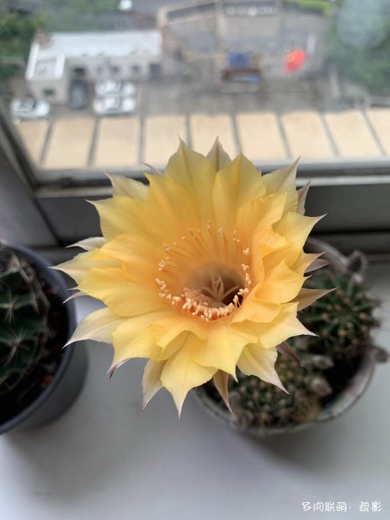 花开灿烂的仙人掌