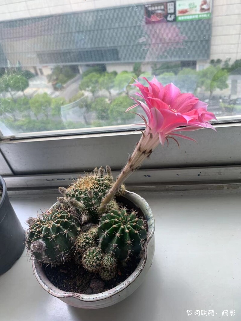 花开灿烂的仙人掌