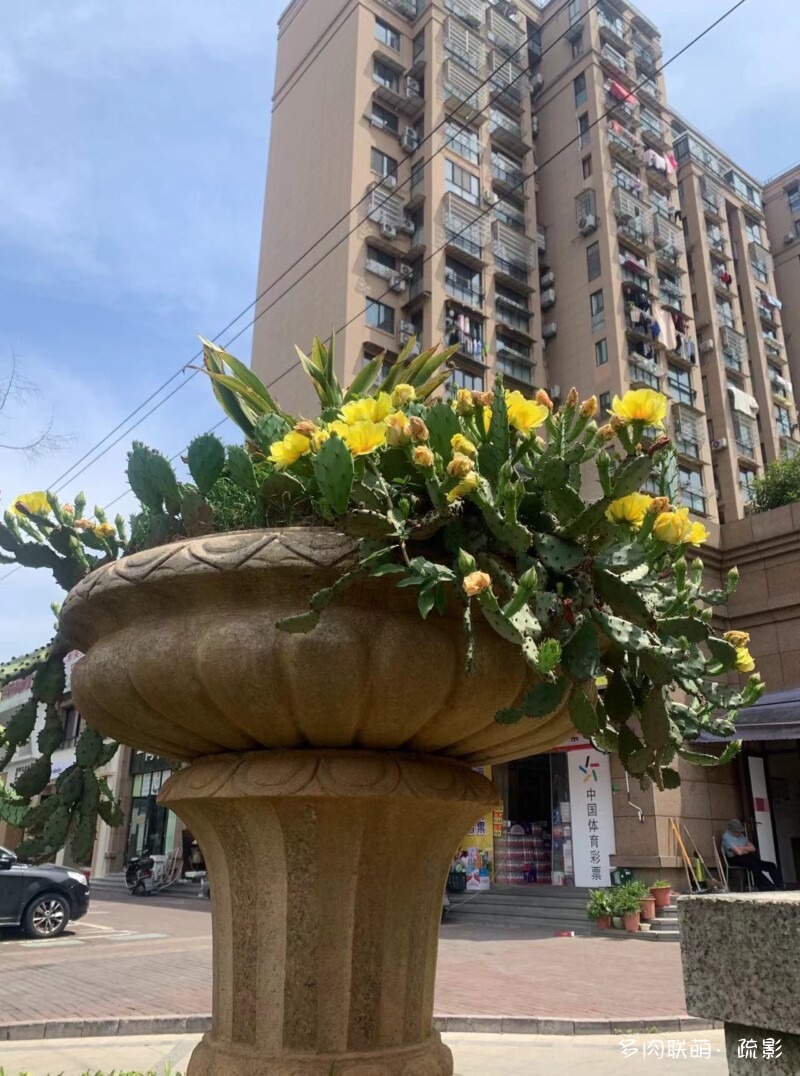 花开灿烂的仙人掌