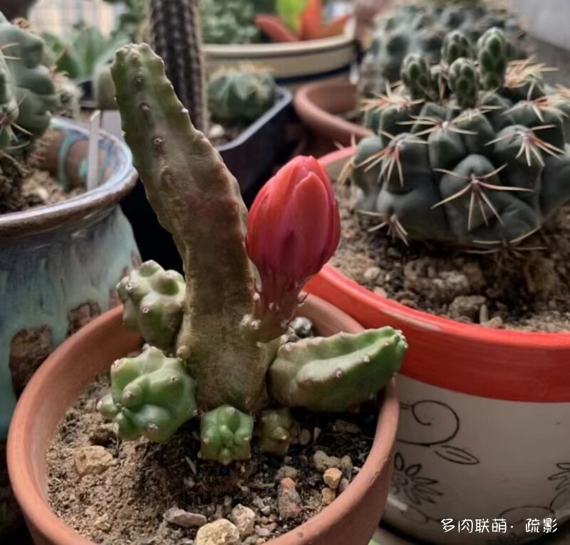 花开灿烂的仙人掌