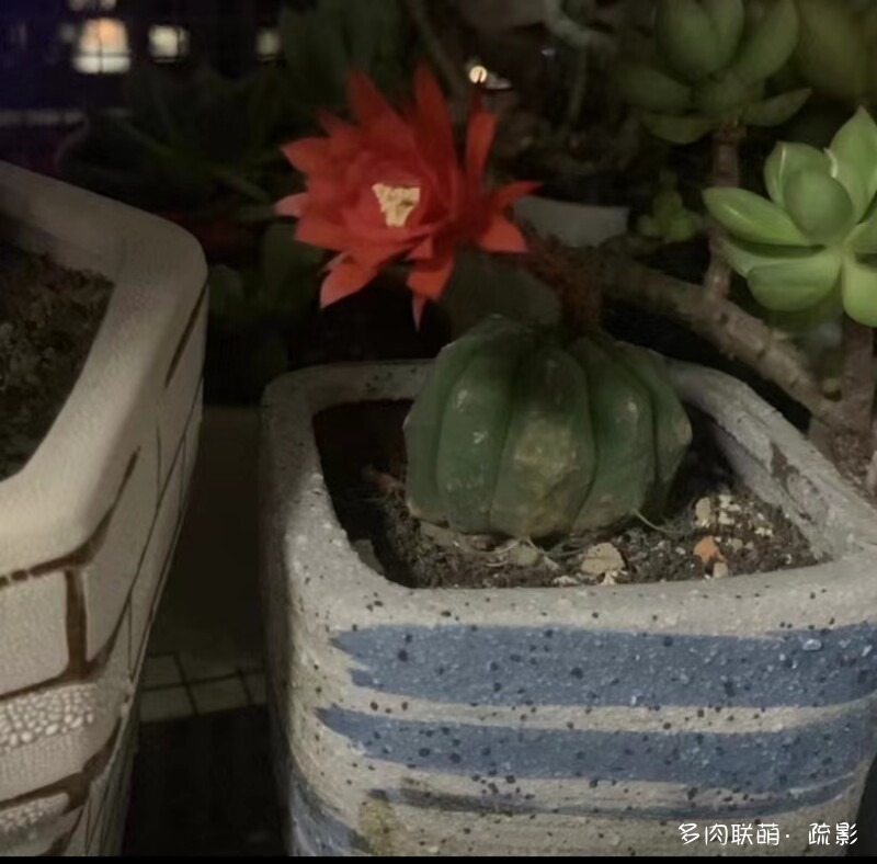 花开灿烂的仙人掌