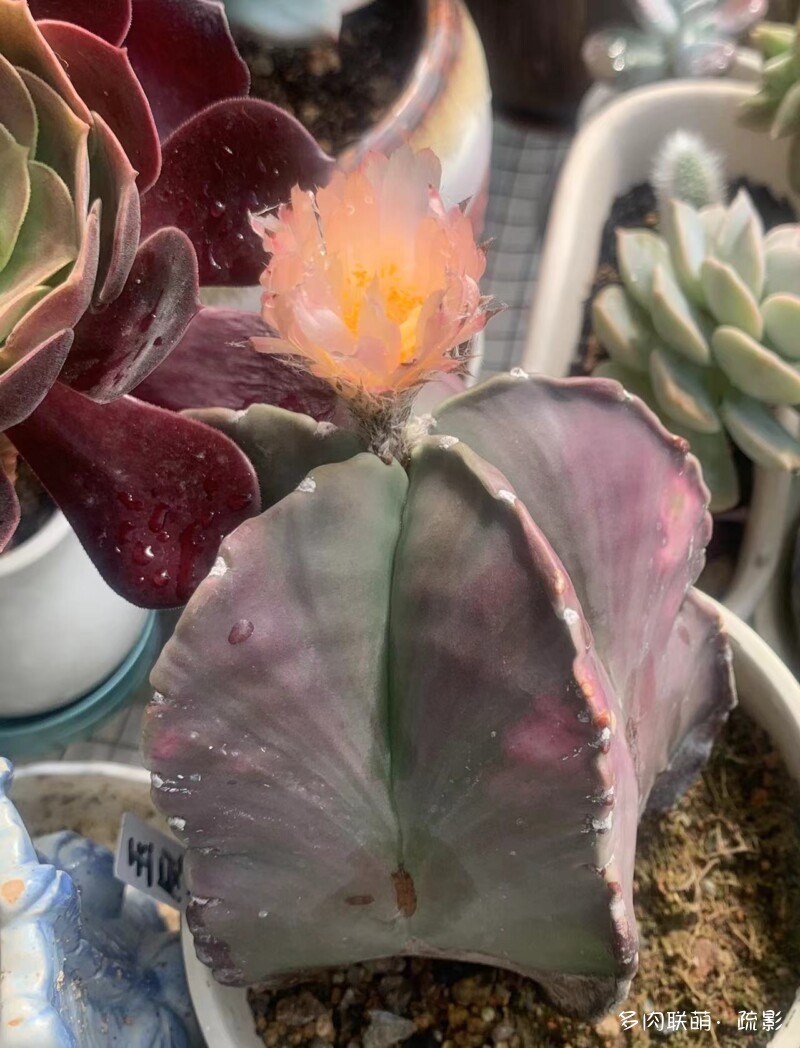 花开灿烂的仙人掌