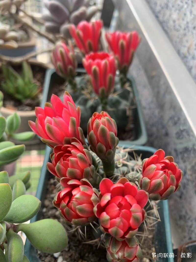 花开灿烂的仙人掌