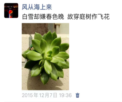 记以前养的多肉