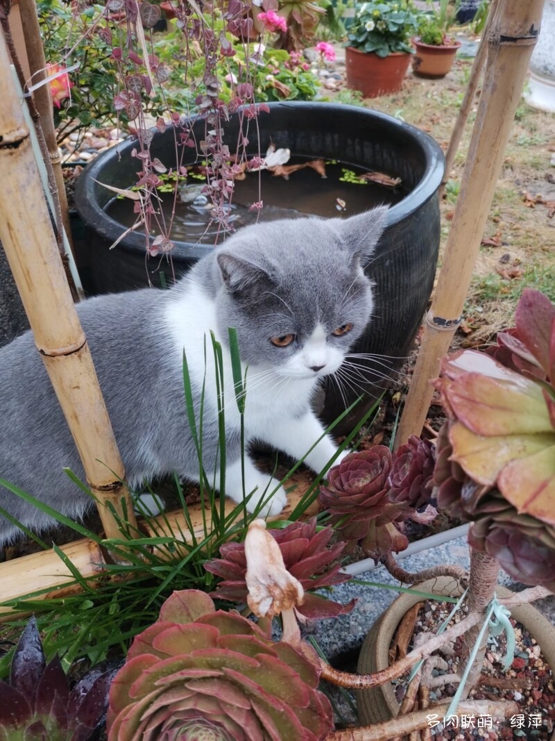 雪碧与多肉