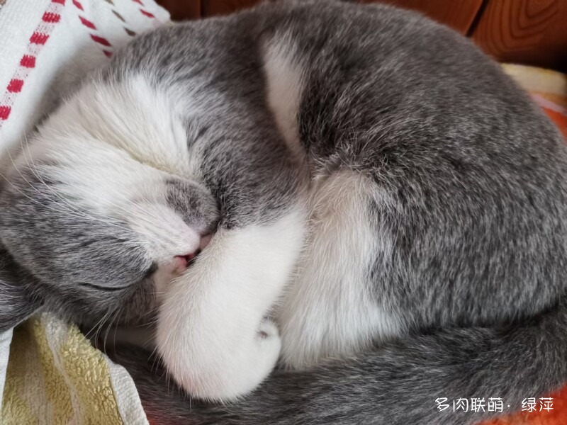 雪碧与多肉
