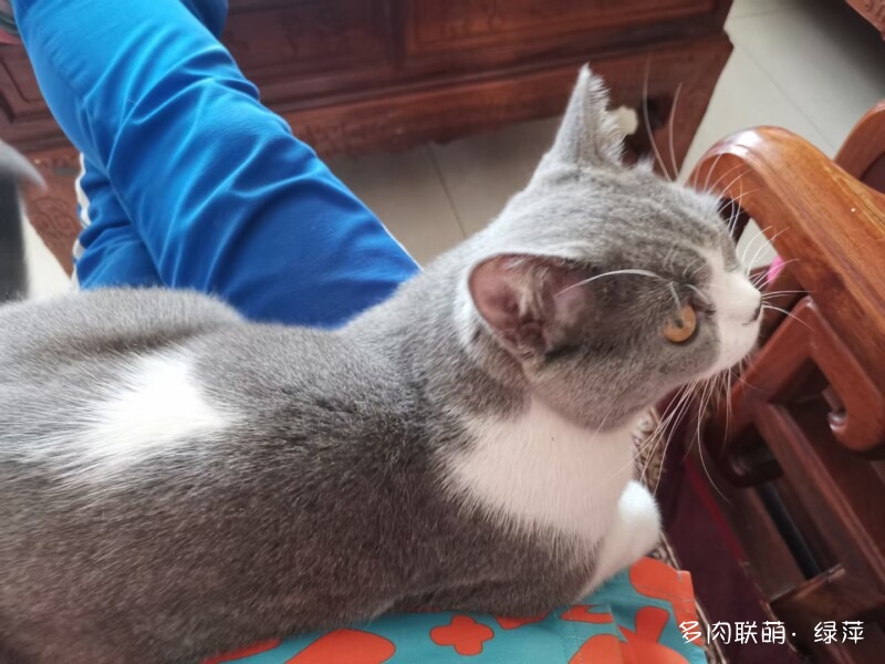 雪碧与多肉