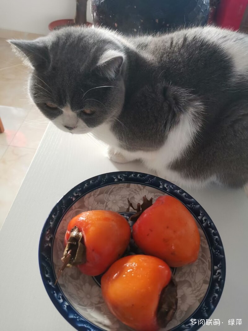 雪碧与多肉