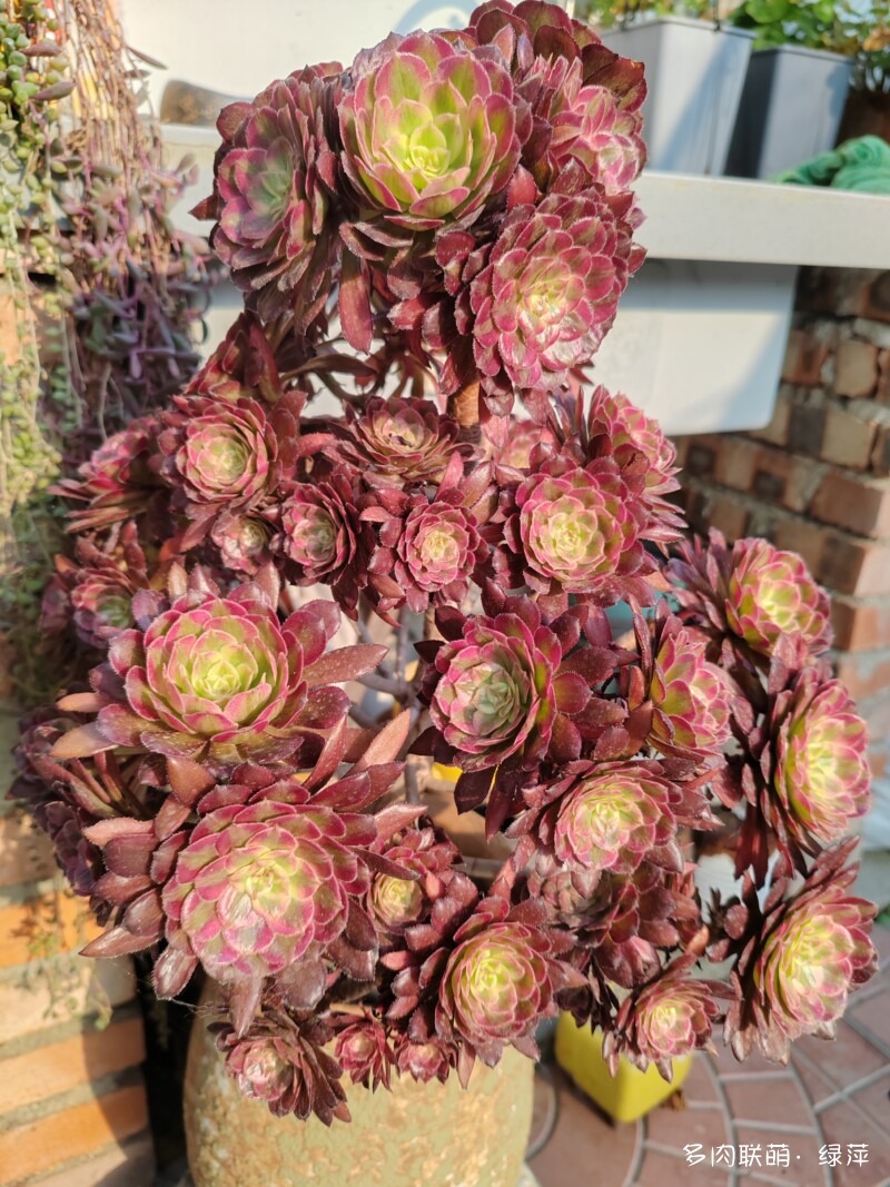 雪碧与多肉