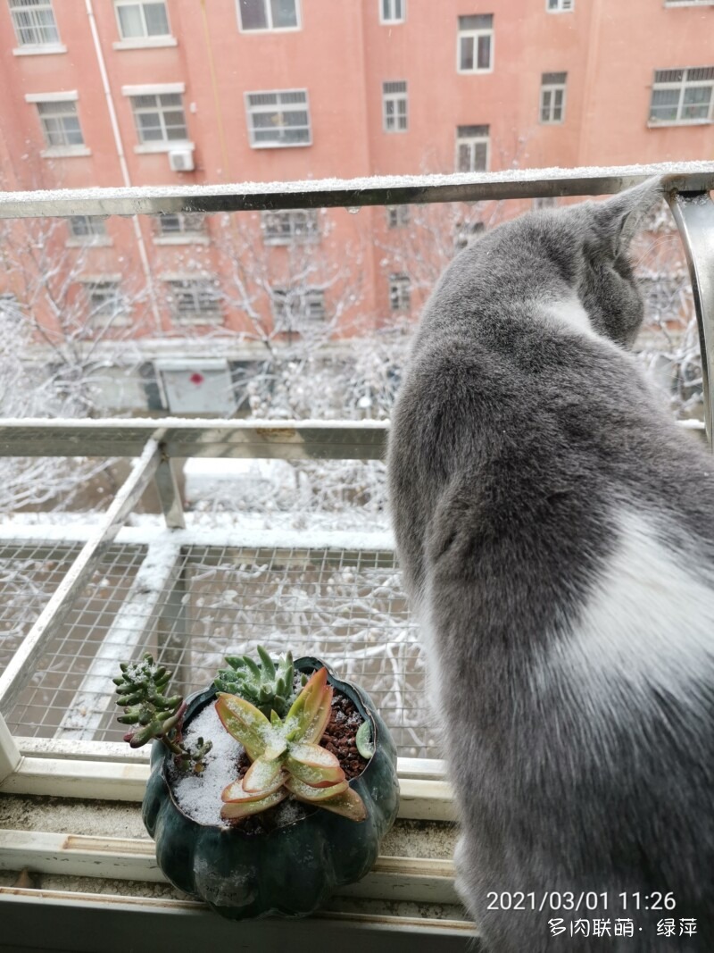雪碧与多肉