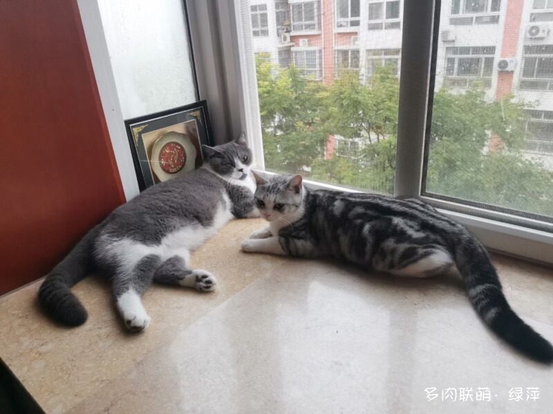 雪碧与多肉