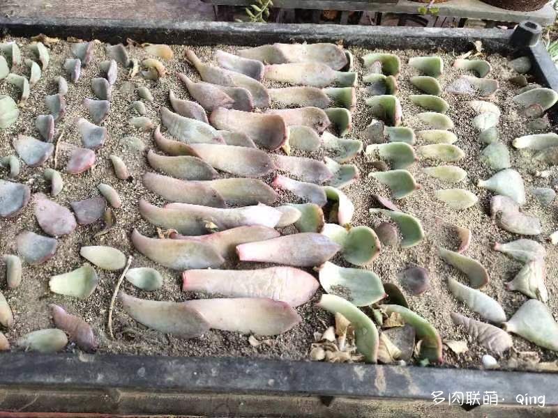 多肉叶插