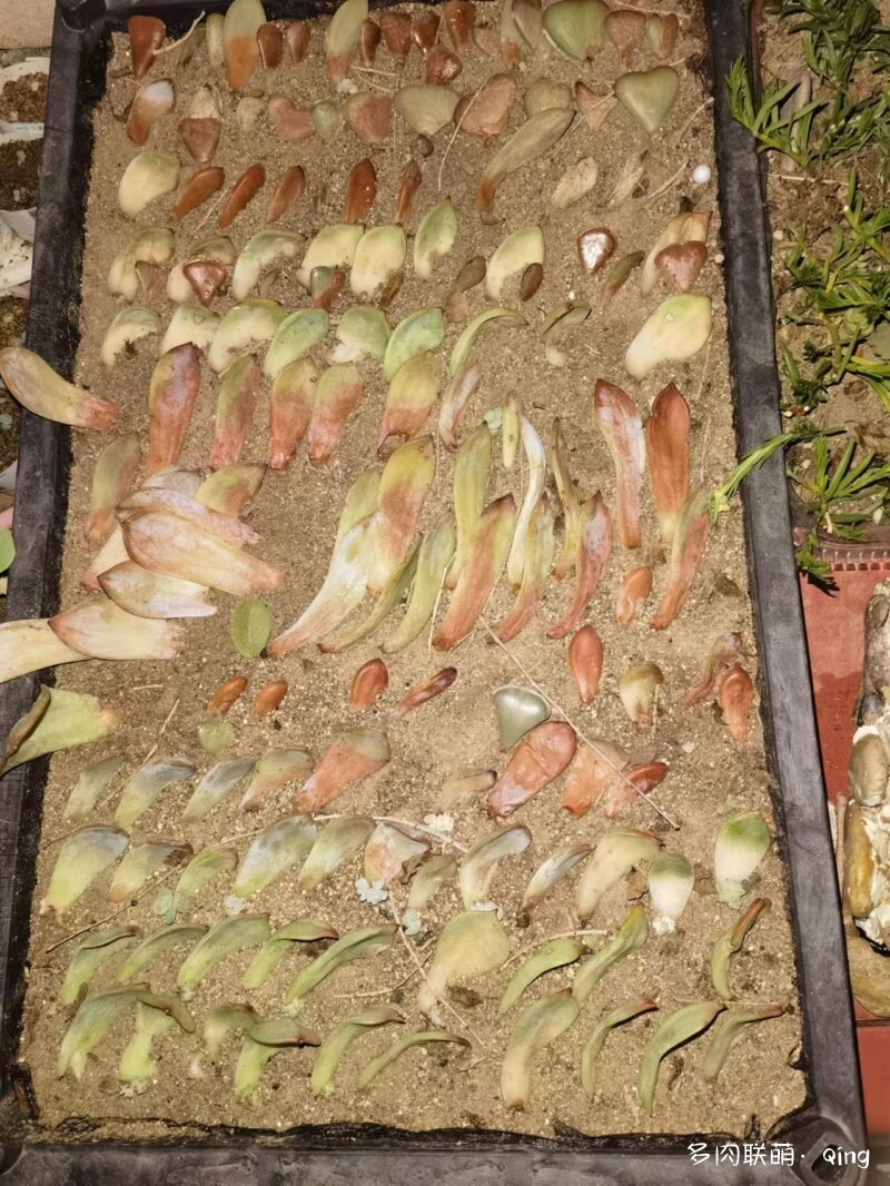 多肉叶插