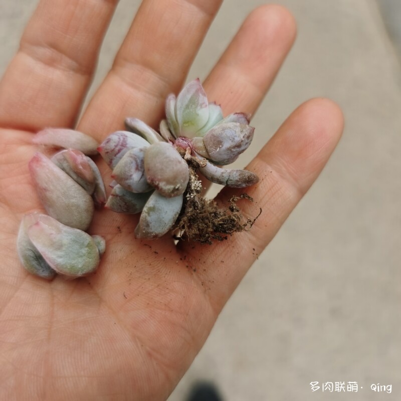 多肉叶插