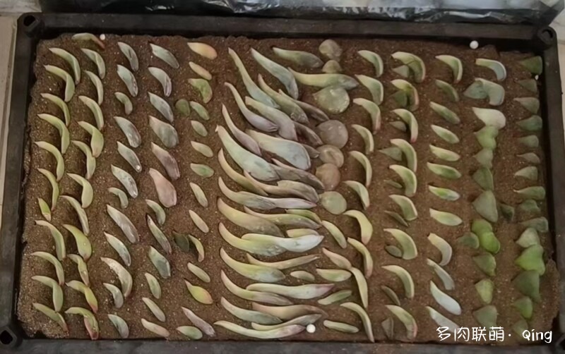 多肉叶插