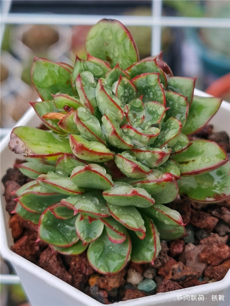 红花女王