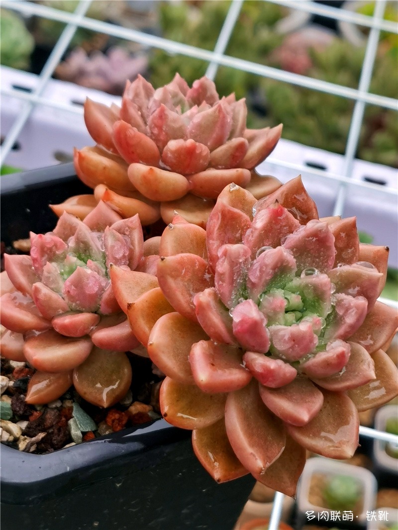 璀璨