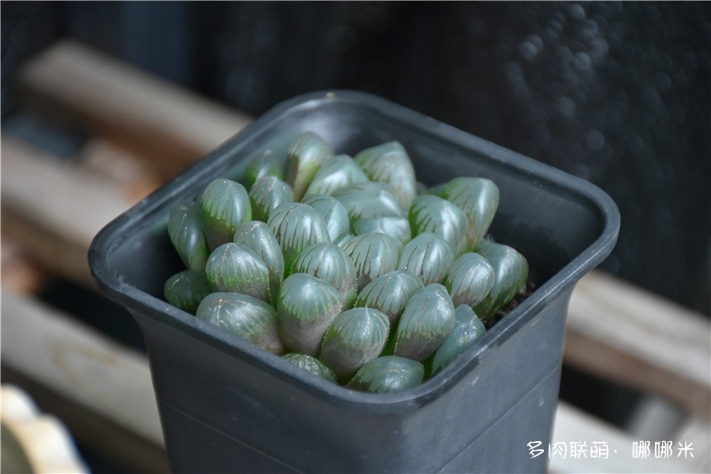 冰灯玉露