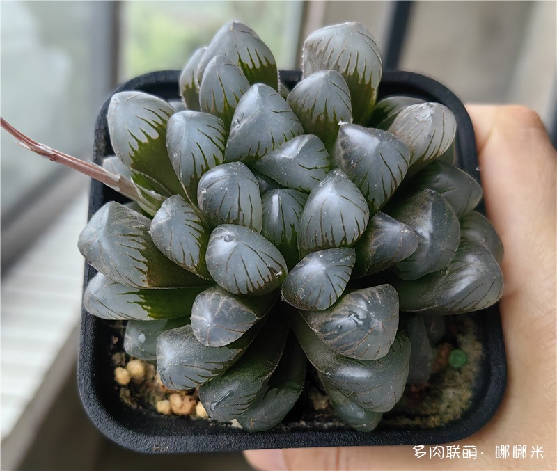 冰灯玉露